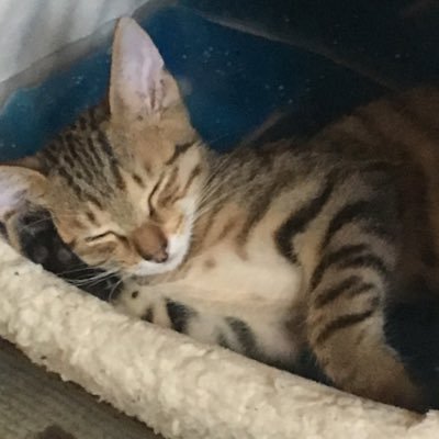 K7bg5oBPkb1ISgl's profile picture. 主にゲーム、デスク周りのガジェット、オーディオ関連の事を呟いてます。基本的にデスク周り関連を多く見たいのでデスク周りにイイね押して周ってます