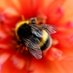 bombus bombus (@abumblebombus) Twitter profile photo bombus bombus (@abumblebombus) Twitter profile photo