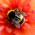 bombus bombus (@ABumbleBombus) Twitter profile photo