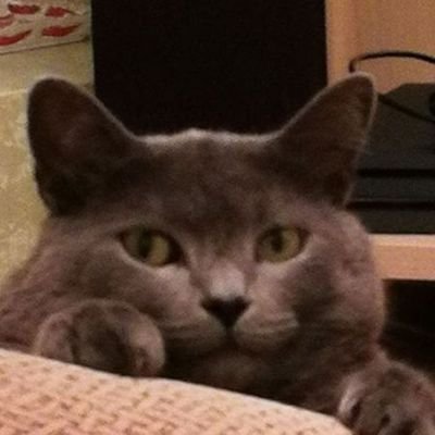 ruscactusmlg's profile picture. 