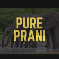 Pure Prani(@PurePrani) 's Twitter Profile Photo