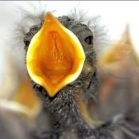 Robin Tweets (@rcunning11) 's Twitter Profile