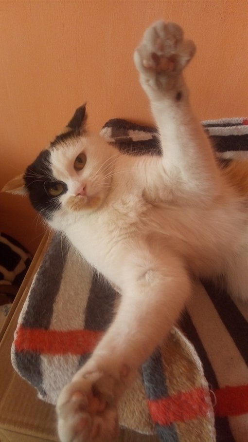 LaylahP74344's profile picture. Marketing @ RockX by day | Unprofessional NFT Degen by night