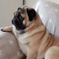 Pug Lover Community(@pug_loverr) 's Twitter Profile Photo