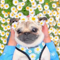 pug (@pug_lovers_usa) Twitter profile photo