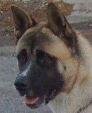 ¨En busca de paz y tranquilidad espiritual¨ leer mi pasión, Gambo mi perro y amigo, sígueme y te sigo, seguro