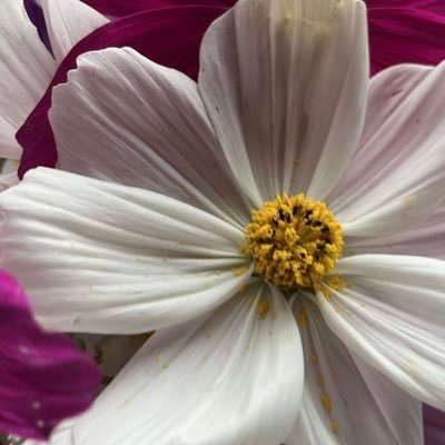 gulzlp's profile picture. 