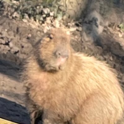 catnightcorw's profile picture. 