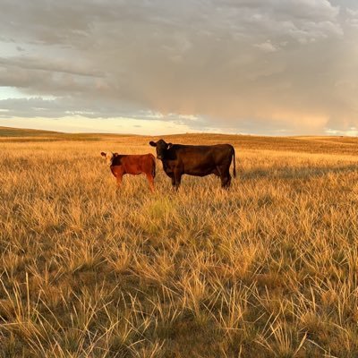 Rancher, cattle feeder, farmer. Corn, wheat, sunflowers, oats, sorghum, alfalfa, and cattle.