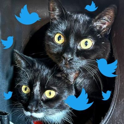 We hired human servants who are a bit nerdy, hence the names. Doing things that make them say 'no' is our favorite hobby! Hosts of the #CaturdayPHOTOChallenge