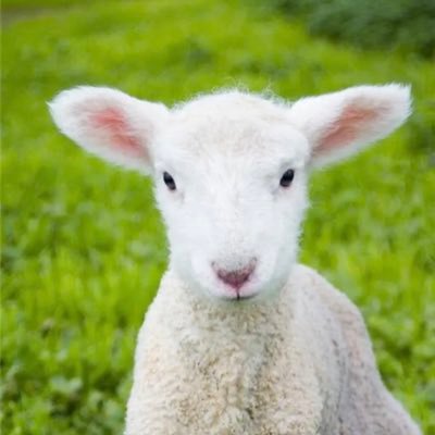 BookableLamb69 Profile Picture