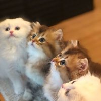 Şerife serpil üngüt (@serpil59469839) 's Twitter Profile Photo Şerife serpil üngüt (@serpil59469839) 's Twitter Profile Photo