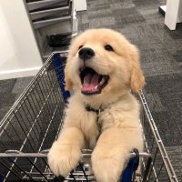 pVnT (@anantor_t) 's Twitter Profile Photo