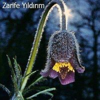 Zarife YILDIRIM(@Zarifeyildirim_) 's Twitter Profile Photo