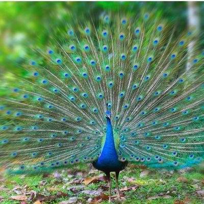 I'm a peacock 🦚