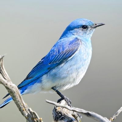 ziba_rajabi's profile picture. 