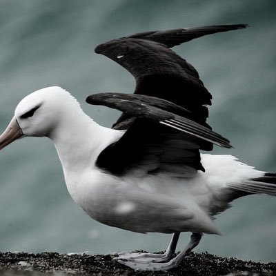 pablosky2828's profile picture. Amando a mi manera somos mas especiales albatros