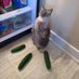 Cats Standing Up (@videosnocontex) Twitter profile photo Cats Standing Up (@videosnocontex) Twitter profile photo