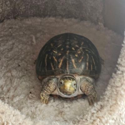 LauraCorriss's profile picture. The toads are back, which means the humidity is back. Everything in life has a price.