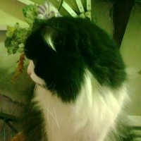Bob Marly (@k77411775) 's Twitter Profile
