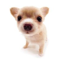 manuu! (@manueseupitbull) 's Twitter Profile