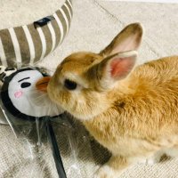 🐧chami🍦 (@pmchami) 's Twitter Profile Photo