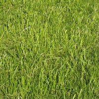 Grassman (@somepersonidk11) 's Twitter Profile
