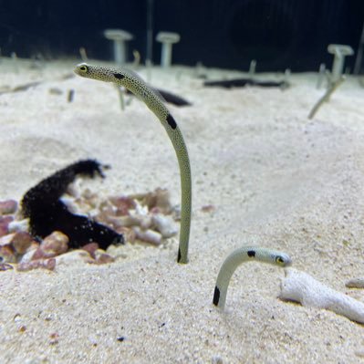 sho0129hinu's profile picture. 