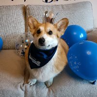 Ben The Corgi (@bencorgidoggo) 's Twitter Profile