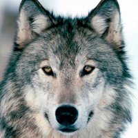 Radwolf Sie Dauern (@radwolfsie) 's Twitter Profile Photo Radwolf Sie Dauern (@radwolfsie) 's Twitter Profile Photo
