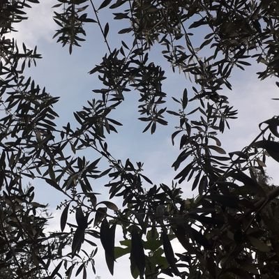 AsmaG84986497's profile picture. Under the same sky,
Under the same name
@weareoneexo
