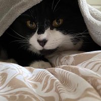 Duffy (@dapperduffypuss) 's Twitter Profile