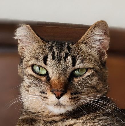 建築CGの仕事、写真は愛猫ここさん
興味:AI生成画像、ChatGPT、XR、VR、AR、新しい事、建築、ランドスケープ、ドローン(DJI air2所有)、フォトグラメトリ、3Dスキャン
ニュース確認用、試したことなど
使用ソフト:3dsMAX、lumion、Twinmotion、RealityCapture