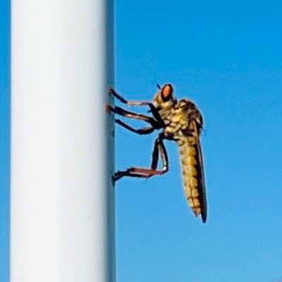 SRsystem80's profile picture. 