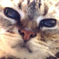野良猫ゴーゴー (@noraneko_go_go) Twitter profile photo