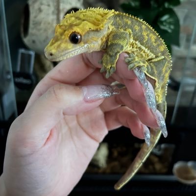 普通のRep好きｱﾗｻｰ🦎