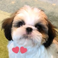 シーズー🐶華ちゃん🌺(@2XUQSA61DhvUODr) 's Twitter Profile Photo