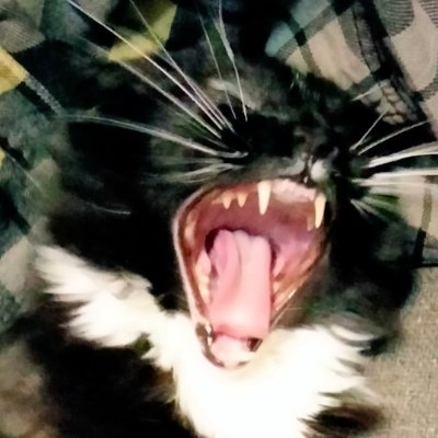 I have fangs!  Watch me roar. 