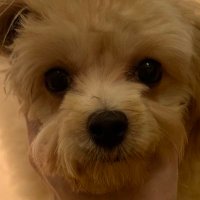 らむち (@lamuchi100) 's Twitter Profile