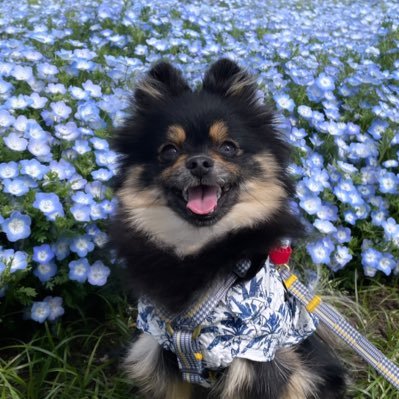 ブラックタンポメラニアンのルークが毎日幸せだと思ってもらえるよう、奮闘する飼い主の日常🐻🐶💓 名前はルーク。抱っこ大好きなので、たまに家でダッコスキーと呼ばれてます。チャイコフスキーみたいな感じです。 私がおばあちゃんになっても一緒に走り回ってほしい。 /🎂2022.03.17 / 🏡2022.06.07/