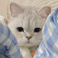 π¦iπ€πiππ€ β‘ Ν‘ πnππeπ¦ (@anthemweb) 's Twitter Profile