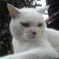 しろねこ (@sironekotamacat) 's Twitter Profile