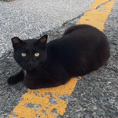 BlackSabotCat Profile Picture