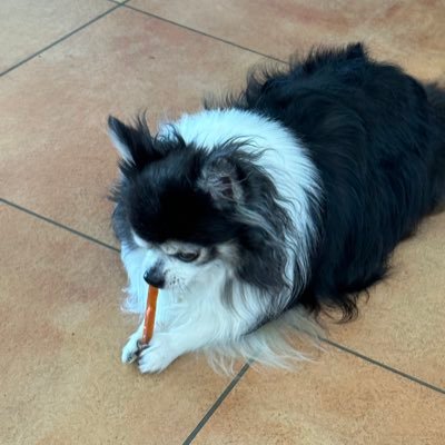 IcchanRyokun's profile picture. 