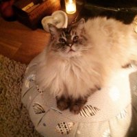 🇬🇧Deborah 🐶🐈 (@westie_woowoo) 's Twitter Profile Photo 🇬🇧Deborah 🐶🐈 (@westie_woowoo) 's Twitter Profile Photo