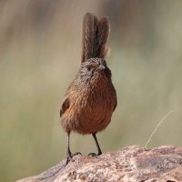 Aaron Grasswren(@matthewjohngill) 's Twitter Profile Photo