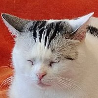 Octore (@octore4) 's Twitter Profile Photo