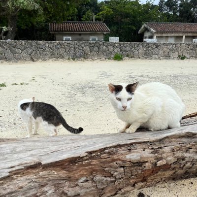 kiseki_daisuki's profile picture. 30代男です🫡趣味程度で仮想通貨トレードやってます✌️