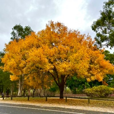 wang983038's profile picture. 