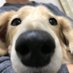 俺、参上🐶! (@kotobukin122) Twitter profile photo 俺、参上🐶! (@kotobukin122) Twitter profile photo